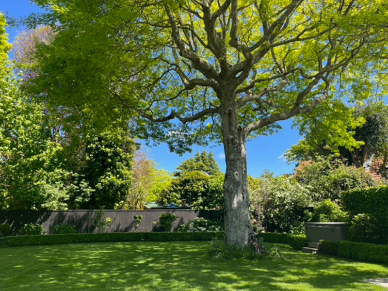 digitally removing tree from garden scene